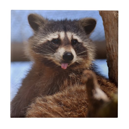 Grappig Raccoon die het uittikt is Tongue Tegeltje (Voorkant)