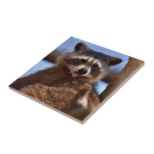 Grappig Raccoon die het uittikt is Tongue Tegeltje (Zijkant)