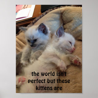 grappig ragdoll kittens poster