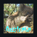 Grappig schattig Australië koala magneet ontwerp<br><div class="desc">Grappig schattig Australië koala magneet ontwerp</div>