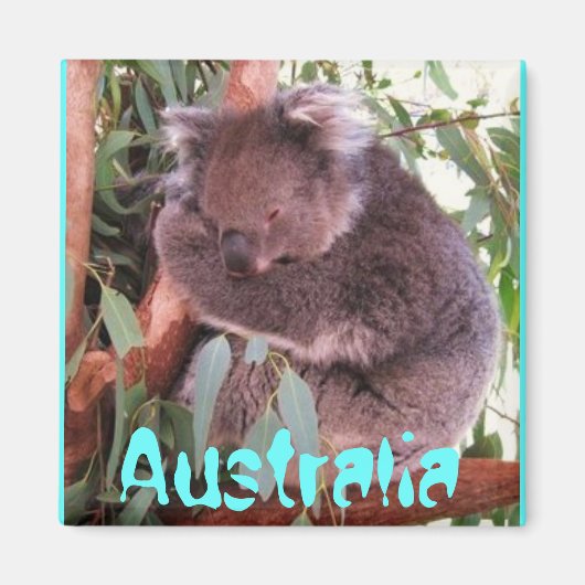 Grappig schattig koala beer Australië magneet (Voorkant)
