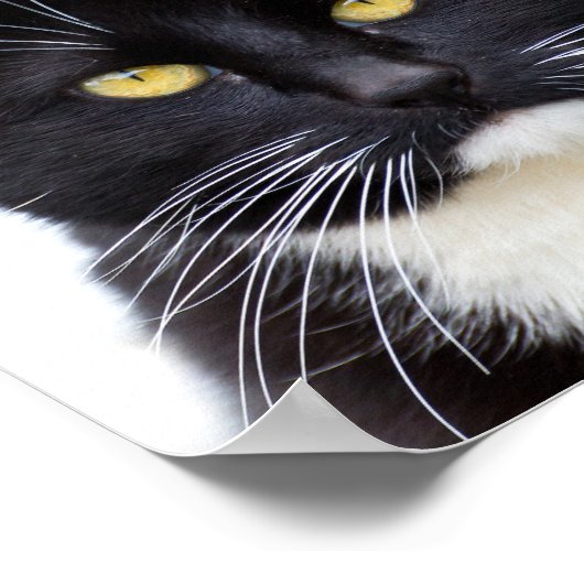 Grappig Schattige Grumpy Black Cat Poster (Hoek)