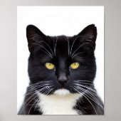 Grappig Schattige Grumpy Black Cat Poster (Voorkant)