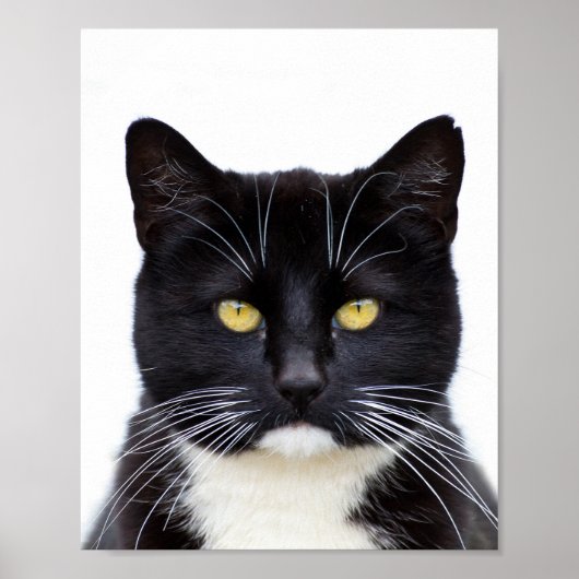 Grappig Schattige Grumpy Black Cat Poster (Voorkant)