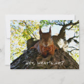 Grappig Schattigeste Hallo Hey What's Up Squirrel Feestdagenkaart (Voorkant)