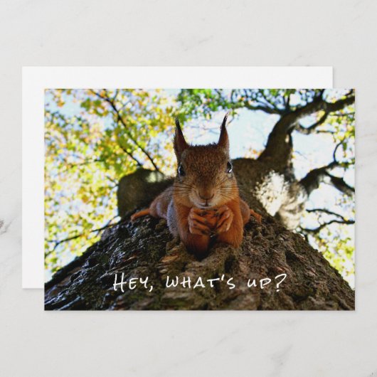 Grappig Schattigeste Hallo Hey What's Up Squirrel Feestdagenkaart (Voorkant / Achterkant)