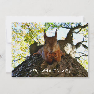 Grappig Schattigeste Hallo Hey What's Up Squirrel  Feestdagenkaart
