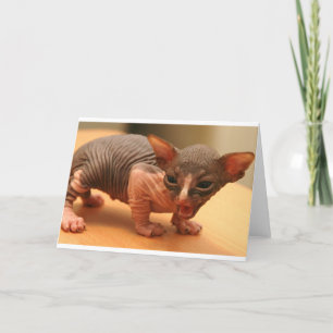Grappig sfynxkitten kaart