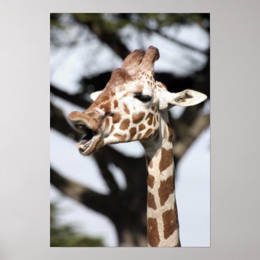 Grappig uitziende netgiraffe, San Francisco Poster (Voorkant)