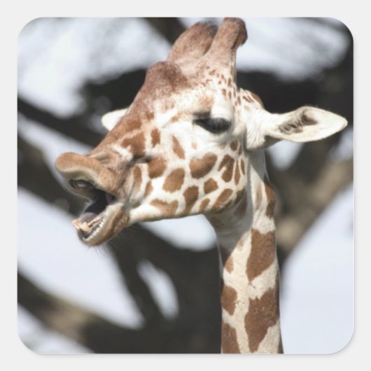 Grappig uitziende netgiraffe, San Francisco Vierkante Sticker (Voorkant)