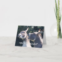 Grappig Vaderdag met ezels