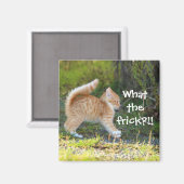 Grappig verrast Ginger Kitten. Wat is de troep? Magneet (Voorkant / Achterkant)