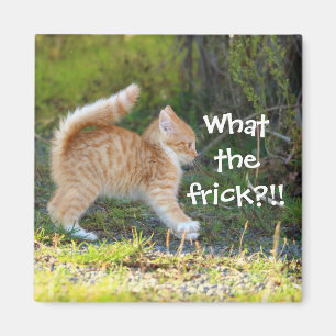 Grappig verrast Ginger Kitten. Wat is de troep? Magneet