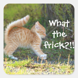 Grappig verrast Ginger Kitten. Wat is de troep? Vierkante Sticker