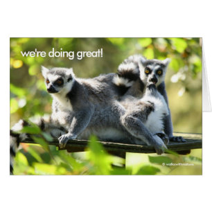 Grappig verrast Madgascar Lemurs Monkey Busines