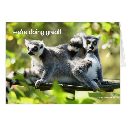 Grappig verrast Madgascar Lemurs Monkey Busines (Voorkant Horizontaal)