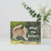 Grappig verraste kat. Wat is de troep? Briefkaart (Staand voorkant)