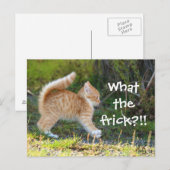 Grappig verraste kat. Wat is de troep? Briefkaart (Voorkant / Achterkant)