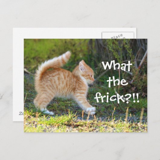 Grappig verraste kat. Wat is de troep? Briefkaart (Voorkant / Achterkant)