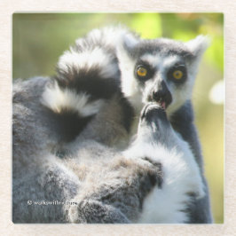 Grappig verraste Lemurs van Madagaskar Glazen Onderzetter