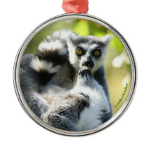 Grappig verraste Lemurs van Madagaskar