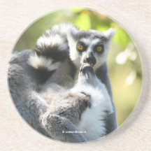 Grappig verraste Lemurs van Madagaskar