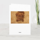 grappig verraste verjaardagskaart franse mastiff kaart (Achterkant)