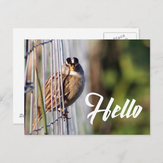 Grappig vogeltje hallo briefkaart (Voorkant / Achterkant)