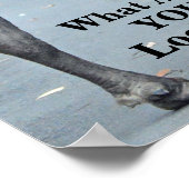 Grappig waar kijk je naar? Bull Bison Poster (Hoek)