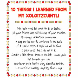 Grappig wat ik geleerd heb van mijn Xoloitzcuintli Staand Fotobeeldje