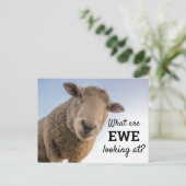 Grappig wat we zien bij schapen briefkaart (Staand voorkant)