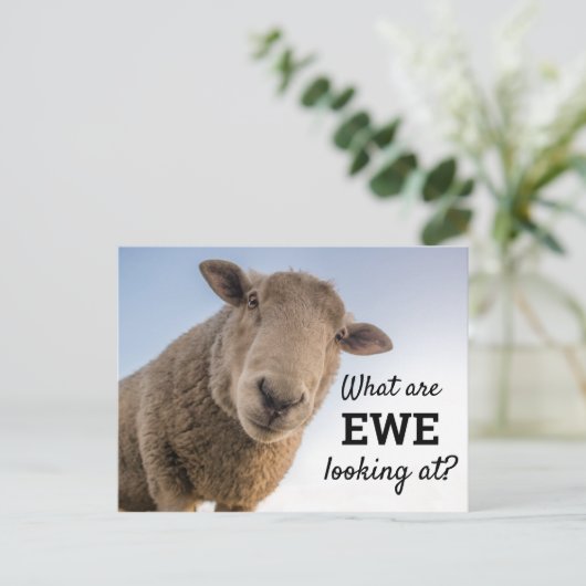 Grappig wat we zien bij schapen briefkaart (Staand voorkant)