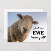 Grappig wat we zien bij schapen briefkaart (Voorkant / Achterkant)