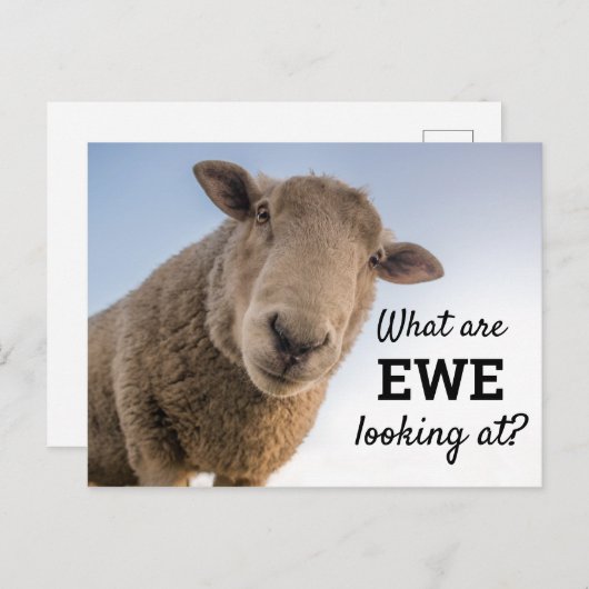 Grappig wat we zien bij schapen briefkaart (Voorkant / Achterkant)