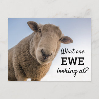 Grappig wat we zien bij schapen briefkaart