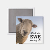 Grappig wat we zien bij schapen magneet (Voorkant / Achterkant)