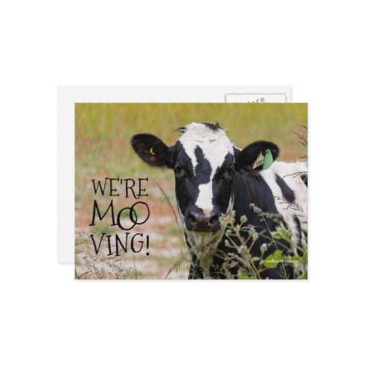 Grappig: "We zijn op weg!" Koe Verplaatsende Aanko Briefkaart (Voorkant / Achterkant in situ)