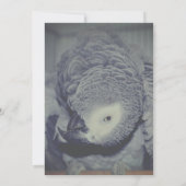 Grappige Afrikaanse grijze papegaai partij Kaart (Achterkant)