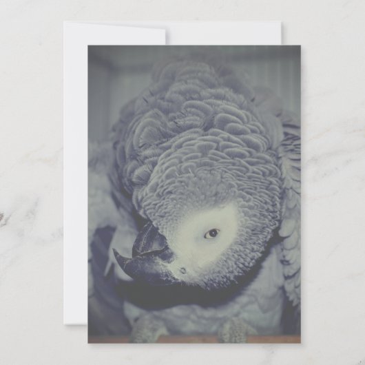 Grappige Afrikaanse grijze papegaai partij Kaart (Achterkant)