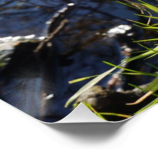 Grappige beer die ondeugend plast. perfect poster (Hoek)