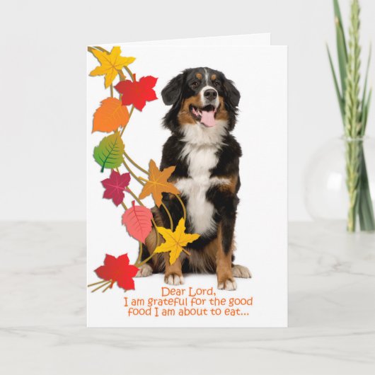 Grappige Berner Mt. Hond Thanksgiving Kaart (Voorkant)