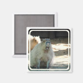 Grappige Capybara magneet (Voorkant / Achterkant)