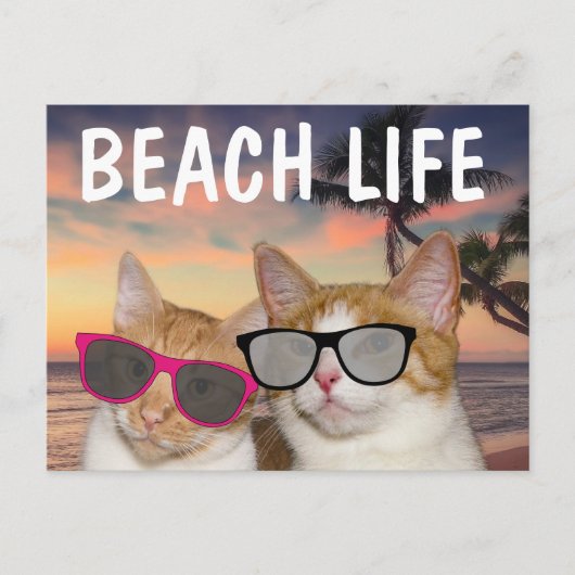 GRAPPIGE CAT BEACH KATTEN BRIEFKAARTEN (Voorkant)