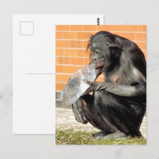 GRAPPIGE CHIMPANSEE BRIEFKAART (Voorkant / Achterkant)