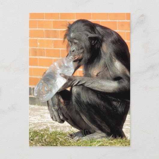GRAPPIGE CHIMPANSEE BRIEFKAART (Voorkant)