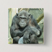 GRAPPIGE CHIMPANSEE VIERKANTE BUTTON 5,1 CM (Voorkant)
