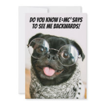 Grappige Chinese Pug Schattige Puppy Hond Dierenth