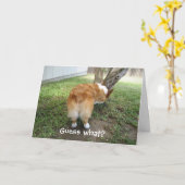 Grappige Corgi Kaart (Gele Bloem)