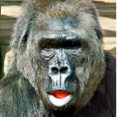 GRAPPIGE CUTE GORILLA PINGPONGBAL