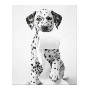 Grappige Dalmatische Pup Die Toiletpapier Vasthoud Foto Afdruk